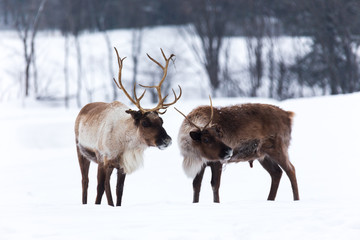 Caribou in winter