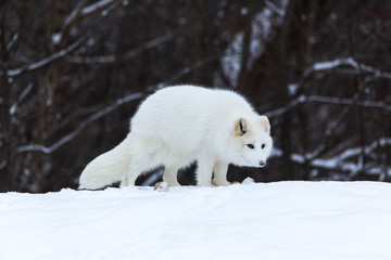 Obraz premium A lone Arctic Fox in winter