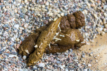 cat feces with parasites