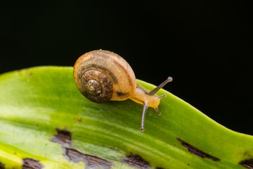 Brown Snail on green leaves in Borneo Island