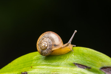 Brown Snail on green leaves in Borneo Island