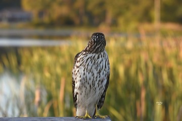 Cooper Hawk at Sunset Beach NC