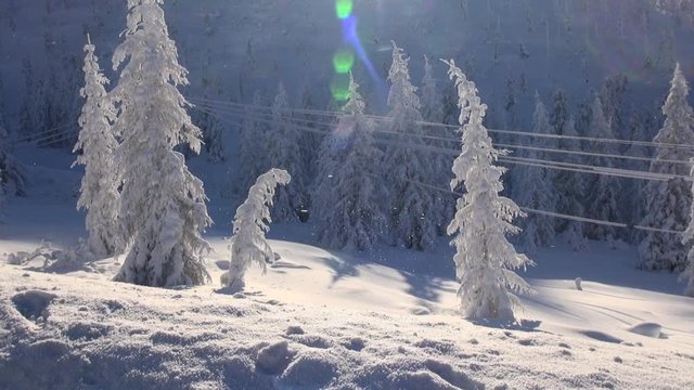 Winter. frost in the mountains. Ice snowflakes shine in the sun. Larch trees in the snow