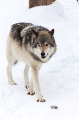 A lone timber wolf in winter
