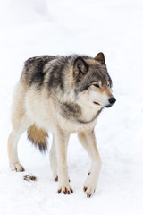 A lone timber wolf in winter
