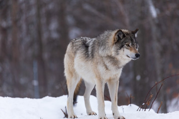 A lone timber wolf in winter