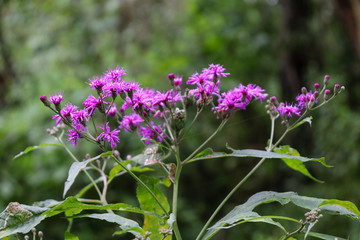 purple flowers in the garden