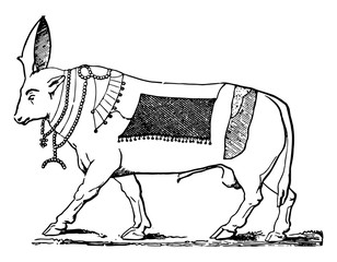 The Bull Apis vintage illustration. - obrazy, fototapety, plakaty