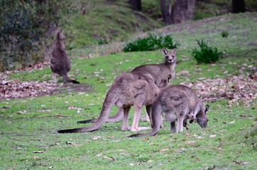 Naklejka na ściany i meble kangaroos in park