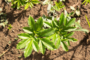 Plant green leaves in garden, top view