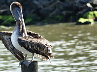 FloridaBrown Pelican on the Beach #2