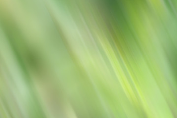 Abstract  green color and blurred background