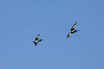 Obraz premium flying pelican