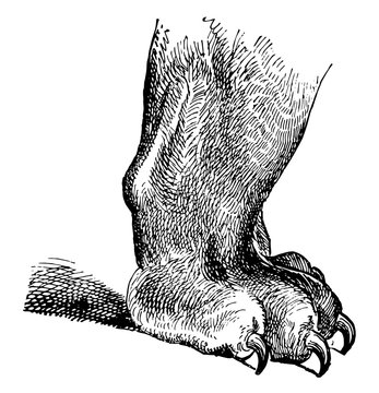 Unsheathed Tiger Foot, vintage illustration.