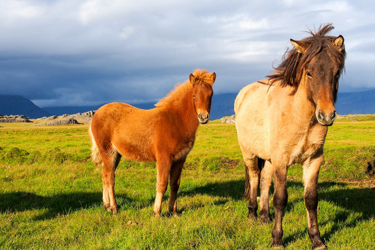 Two Icelandic horses standing on a lush green field with mountains and stormy sky in the background.