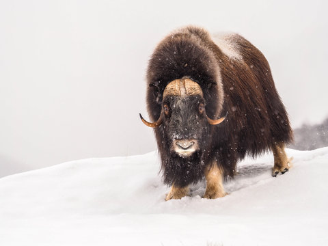 Musk-ox in Arctic  during wintertime