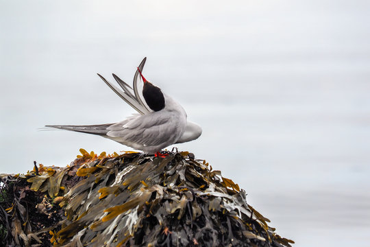 Arctic tern, sterna paradisaea, stretching on stone with kelps.