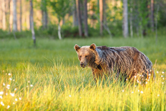 รูปภาพBrownbear – เลือกดูภาพถ่ายสต็อก เวกเตอร์ และวิดีโอ393 | Adobe Stock
