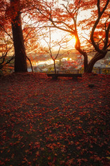 夕陽に輝く公園の紅葉と遠くに見える町の風景