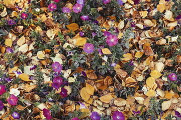 Autumn yellow foliage with purple flowers in park background