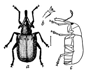 Rose Curculio, vintage illustration. © Morphart