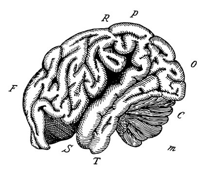 Orangoutang Brain, vintage illustration