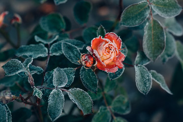 Frozen roses after night frost in autumn, nature background