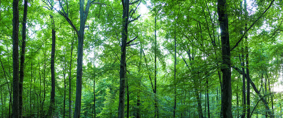 Huge forest panorama. Big picture of trees