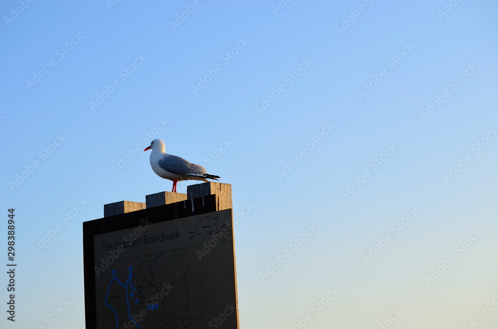 Wall mural seagull on the top