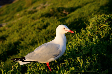 seagull on beach