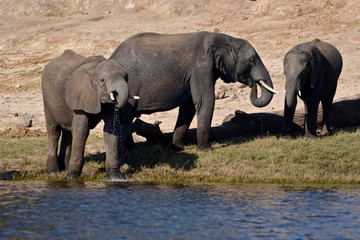 Fototapeta premium Elephants enjoying a drink from the Chobe River in Botswana.