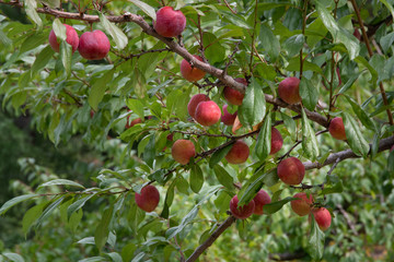 プルーン畑 / 北海道札幌市