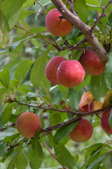 プルーン畑 / 北海道札幌市