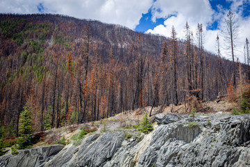 mountain with trees destroyed by fire
