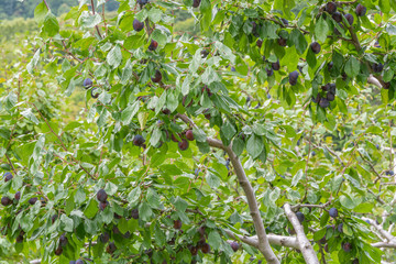 プルーン畑 / 北海道札幌市