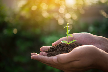 Fototapeta premium The Sapling are growing from the soil with sunlight on hand of someone