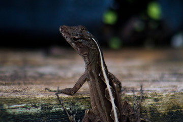 Florida Small Lizard
