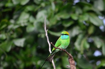Fototapeta premium kingfisher on the branch