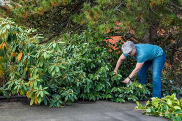 Carport roof, mature woman with clippers pruning bushes overhanging roof, fall cleanup