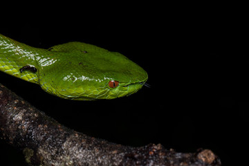 A very venomous and endemic snake Sabah Bamboo Pit Viper (Trimeresurus popeorum sabahi) is Sabah, Borneo Island