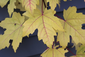 Yellow Red Leaves In Fall
