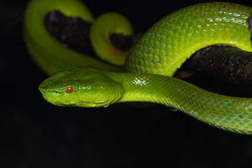 A very venomous and endemic snake Sabah Bamboo Pit Viper (Trimeresurus popeorum sabahi) is Sabah, Borneo Island