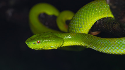 A very venomous and endemic snake Sabah Bamboo Pit Viper (Trimeresurus popeorum sabahi) is Sabah, Borneo Island
