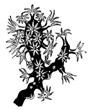 Precious Coral, vintage illustration.