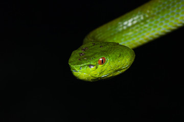 A very venomous and endemic snake Sabah Bamboo Pit Viper (Trimeresurus popeorum sabahi) is Sabah, Borneo Island