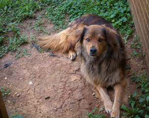 Multicolored dog relaxing in the shade