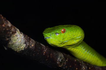 A very venomous and endemic snake Sabah Bamboo Pit Viper (Trimeresurus popeorum sabahi) is Sabah, Borneo Island