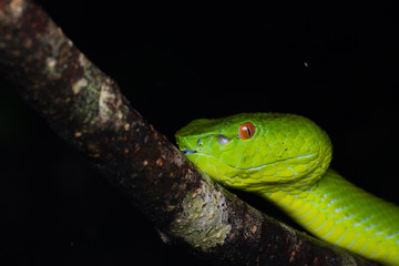 A very venomous and endemic snake Sabah Bamboo Pit Viper (Trimeresurus popeorum sabahi) is Sabah, Borneo Island