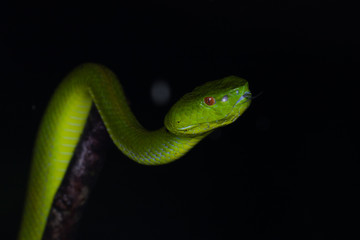 A very venomous and endemic snake Sabah Bamboo Pit Viper (Trimeresurus popeorum sabahi) is Sabah, Borneo Island