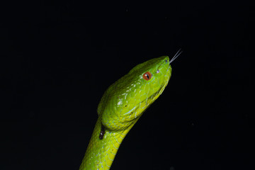 A very venomous and endemic snake Sabah Bamboo Pit Viper (Trimeresurus popeorum sabahi) is Sabah, Borneo Island